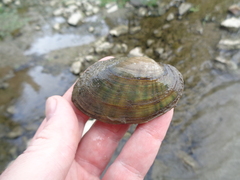 Ortmanniana ligamentina