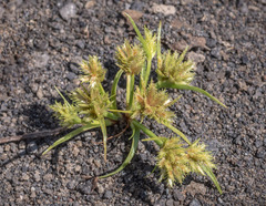 Cyperus squarrosus