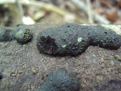 Hypoxylaceae
