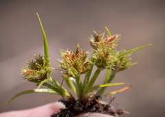 Cyperus squarrosus
