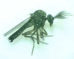 Ceratopogonidae