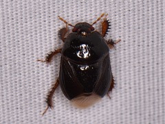 Pangaeus bilineatus