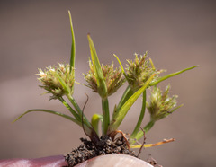 Cyperus squarrosus