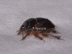 Pangaeus bilineatus