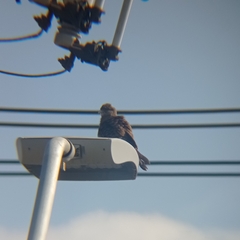 Daptrius chimango temucoensis