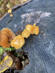Flammulina