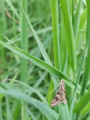 Nomophila distinctalis