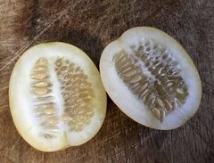 Cucumis melo