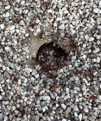 Pogonomyrmex californicus