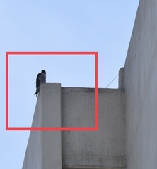 Falco peregrinus
