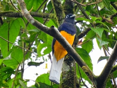 Trogon chionurus