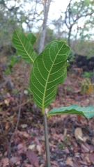 Odontadenia lutea
