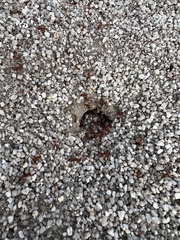 Pogonomyrmex californicus