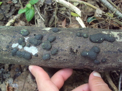 Hypoxylaceae