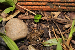 Leptodactylus insularum