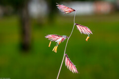Bouteloua chondrosioides