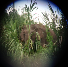 Elephas maximus borneensis