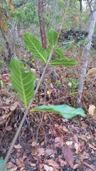 Odontadenia lutea
