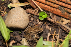 Leptodactylus insularum