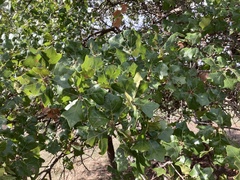 Quercus marilandica