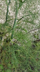 Anethum foeniculum image