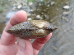 Ortmanniana ligamentina