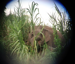 Elephas maximus borneensis