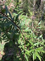 Persoonia lanceolata