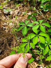 Chaerophyllum procumbens