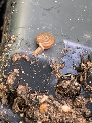 Polygyra