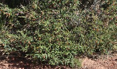 Siegfriedia darwinioides