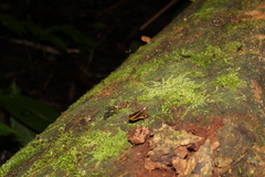 Andinobates fulguritus