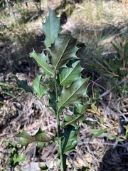 Ilex aquifolium
