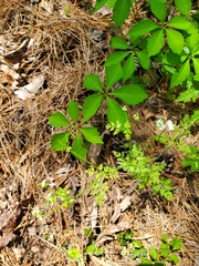 Chaerophyllum procumbens