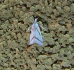 Microtheoris vibicalis