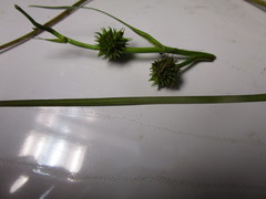 Sparganium angustifolium