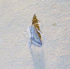 Microtheoris ophionalis