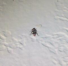 Enoclerus quadrisignatus