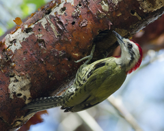 Xiphidiopicus percussus