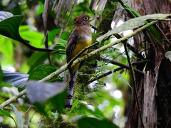 Trogon rufus
