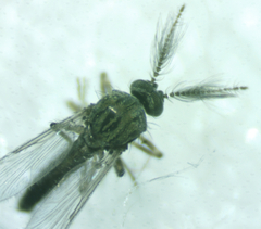 Ceratopogonidae