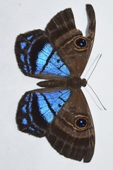 Mesosemia lamachus