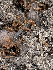 Tetramorium bicarinatum