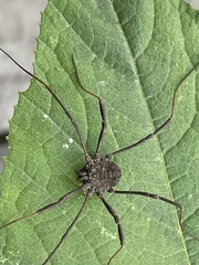 Opiliones