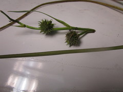 Sparganium angustifolium