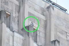 Falco peregrinus