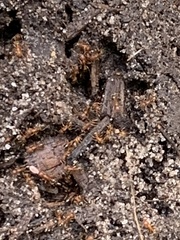 Tetramorium bicarinatum