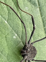 Opiliones
