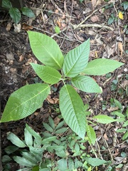 Dendrocnide meyeniana