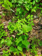 Phaseolus polystachios